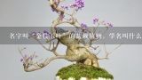 名字叫“金枝玉叶”的盆栽植物，学名叫什么?谢谢!,金枝玉叶能作盆景吗？