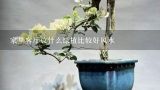 家里客厅放什么绿植比较好风水,客厅放什么绿植好?客厅植物如何摆放