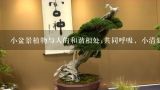 小盆景植物与人的和谐相处;共同呼吸，小清新在家