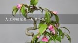 人工种植发菜一斤多少钱？火龙果多少钱一斤？种植火龙果的施肥技巧有哪些？