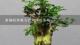 黄杨的养殖方法和注意事项,黄杨树怎么养