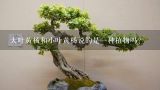 大叶黄杨和小叶黄杨说的是一种植物吗？小叶黄杨是什么植物