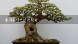 室内养什么植物最好,室内什么植物最好养又好看