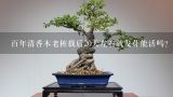 百年清香木老桩载后20天左右就发芽能活吗？清香木老桩多久发芽？