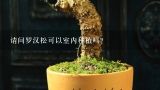 请问罗汉松可以室内种植吗？