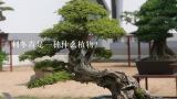 刺冬青是一种什么植物？刺冬青图片