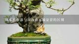 日本南京漆与国内南京槭盆景的区别,我搬家朋友送的五针松大概什么价？
