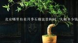 北京哪里有卖月季石榴盆景的阿，大概多少钱一株，要那种养在室内的，长不大的小棵，送给重要的老师的，我,谁知道盆栽石榴的价格啊？