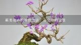 蕨类花卉的种植方法，办公室的盆景,园林绿化