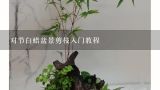 对节白蜡盆景剪枝入门教程,白蜡树盆景图片欣赏及养护技术