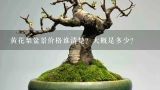 黄花梨盆景价格谁清楚？大概是多少？黄花梨盆景黄叶怎么办？