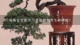 三角梅盆景能否与其他植物共生育种呢？