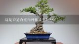 这是否适合室内种植或室外种植？