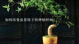 如何改变盆景枝干的种植时间?