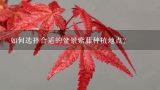 如何选择合适的盆景紫藤种植地点?