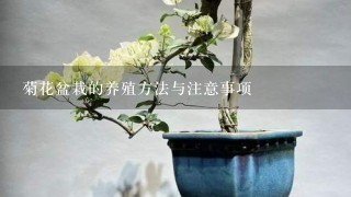 菊花盆栽的养殖方法与注意事项