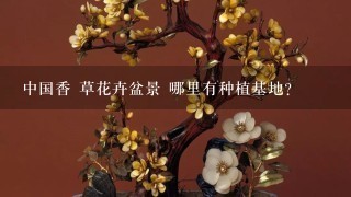 中国香 草花卉盆景 哪里有种植基地？