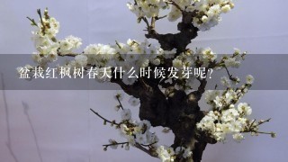 盆栽红枫树春天什么时候发芽呢？