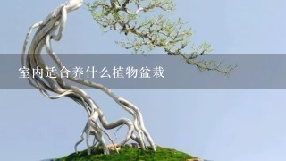 室内适合养什么植物盆栽