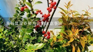 黄杨盆景养殖方法和注意事项