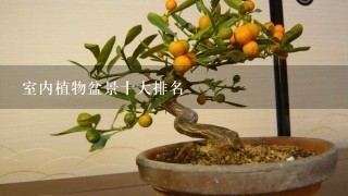 室内植物盆景十大排名