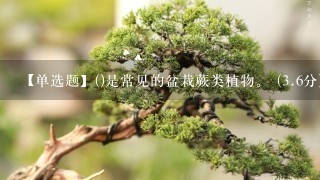 【单选题】()是常见的盆栽蕨类植物。 (3.6分)