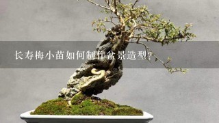 长寿梅小苗如何制作盆景造型？