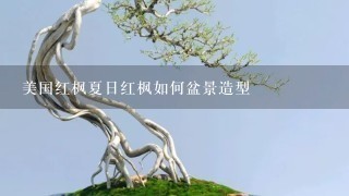 美国红枫夏日红枫如何盆景造型