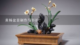 黄杨盆景制作与养护？