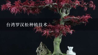 台湾罗汉松种植技术