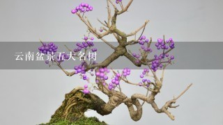 云南盆景5大名树