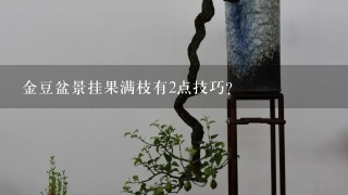 金豆盆景挂果满枝有2点技巧？