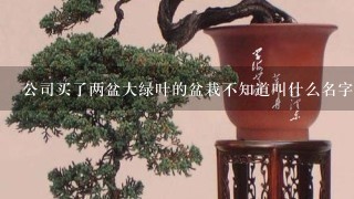 公司买了两盆大绿叶的盆栽不知道叫什么名字！~叶子有点像滴水观音，但是草本植物！~请教1下