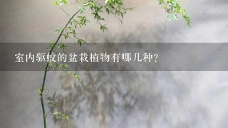 室内驱蚊的盆栽植物有哪几种?