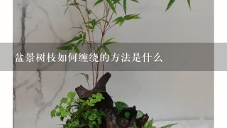 盆景树枝如何缠绕的方法是什么