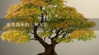 盆花浇水的3种方法