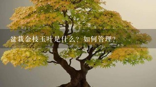 盆栽金枝玉叶是什么？如何管理？