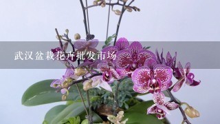 武汉盆栽花卉批发市场