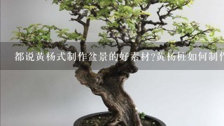 都说黄杨式制作盆景的好素材?黄杨桩如何制作成盆景