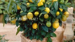 这是什么植物？红豆？