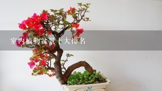 室内植物盆景十大排名