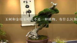 玉树和金枝玉叶是不是1种植物。有什么区别？