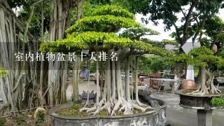 室内植物盆景十大排名