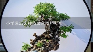 小洋葱怎么种植盆栽图片大全