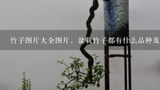 竹子图片大全图片，盆栽竹子都有什么品种及图片