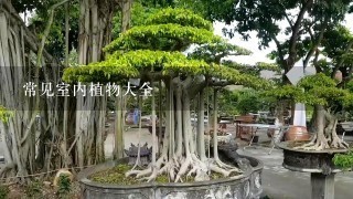 常见室内植物大全