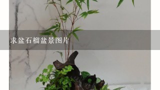 求盆石榴盆景图片