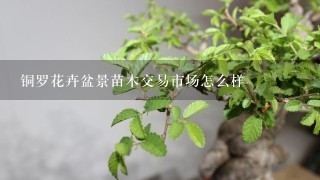 铜罗花卉盆景苗木交易市场怎么样