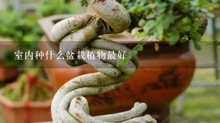 室内种什么盆栽植物最好