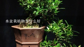 水盆栽植物养什么好